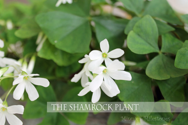 the shamrock plant tips, container gardening, flowers, gardening