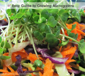Easy Guide to Growing Microgreens