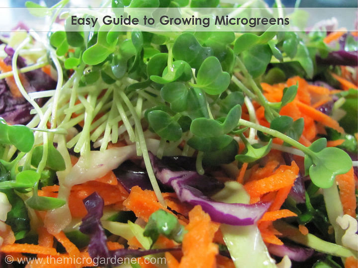 guia fcil para cultivar microgreens, Salada Rainbow com Microgreens de Trigo Sarraceno