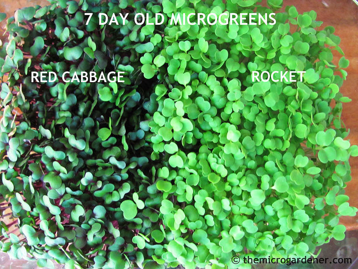 easy guide to growing microgreens, container gardening, gardening, homesteading, A tiny garden in 1 week maximum nutrients
