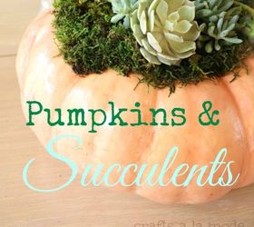 how to plant succulent plants on top of pumpkins not in them, container gardening, flowers, gardening, how to, succulents