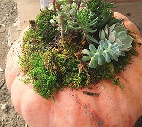 how to plant succulent plants on top of pumpkins not in them, container gardening, flowers, gardening, how to, succulents