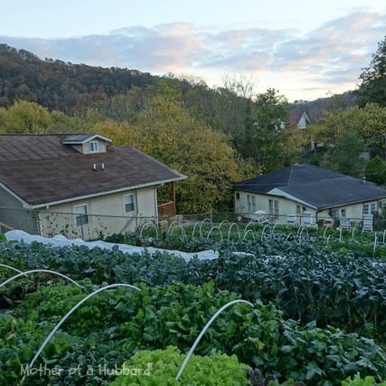 vegetables more cold hardy than kale, gardening