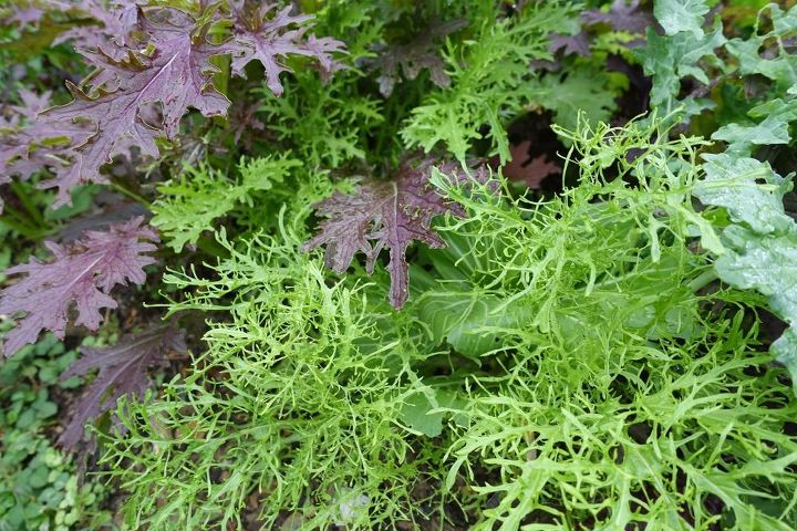 vegetables more cold hardy than kale, gardening