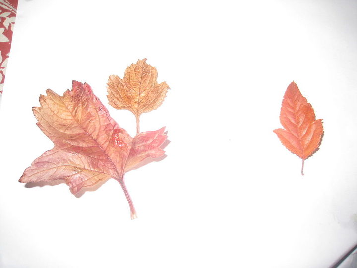 viburnium fall leaf, gardening