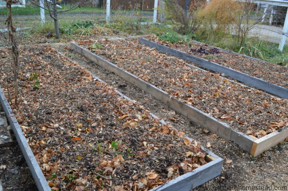 how to prepare the garden for winter, composting, gardening, go green