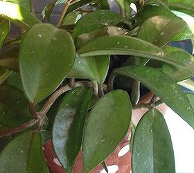 Hoya Plant Identification Hometalk