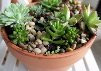 q winter and succulents, flowers, gardening, succulents