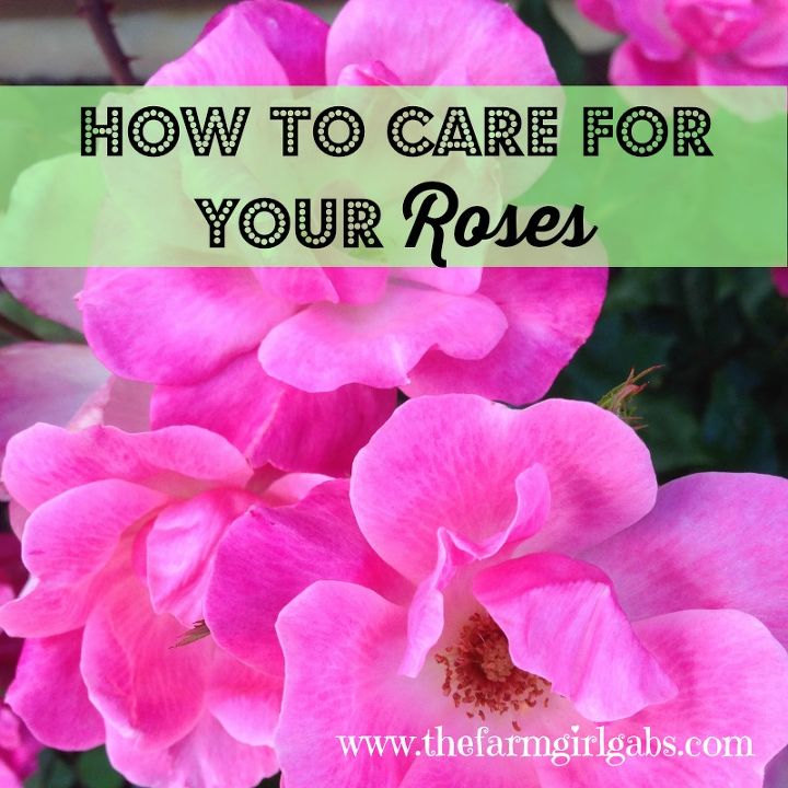 cuidados sencillos de las rosas consejos y tecnicas