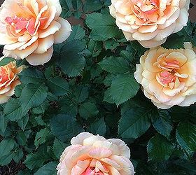rose care tips techniques, flowers, gardening