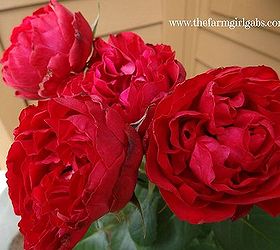 rose care tips techniques, flowers, gardening