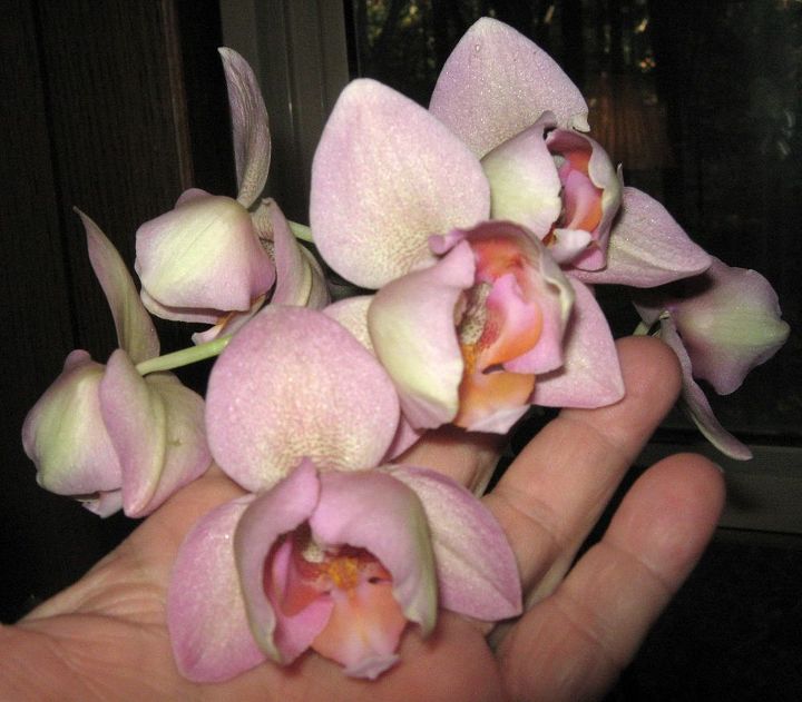 las flores de las orqudeas no se abren del todo