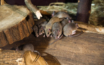 Think You May Have Mice or Rats Living in Your House?