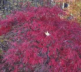 japanese maples gardening tips, flowers, gardening, landscape