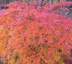 japanese maples gardening tips, flowers, gardening, landscape