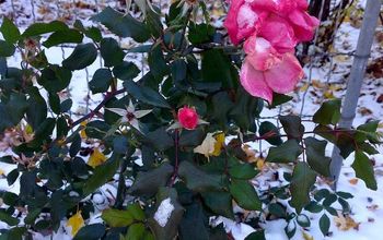 Winter Time in the Flower Beds