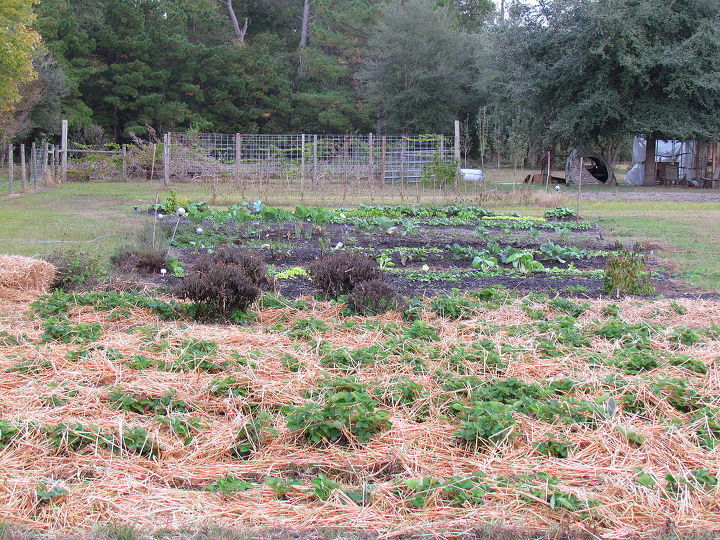fall garden in south carolina, composting, gardening, homesteading