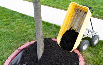 Free Tips on Containerized Tree Planting