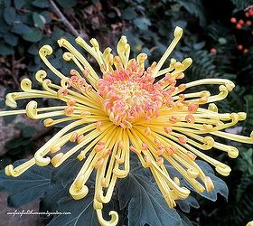 chrysanthemum festival at longwood gardens, gardening, Lava