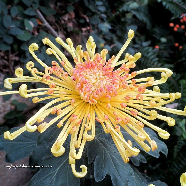 chrysanthemum festival at longwood gardens, gardening, Lava