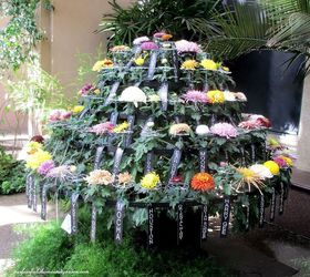 chrysanthemum festival at longwood gardens, gardening, 100 Blooms grafted to one plant