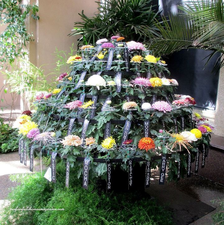 chrysanthemum festival at longwood gardens, gardening, 100 Blooms grafted to one plant