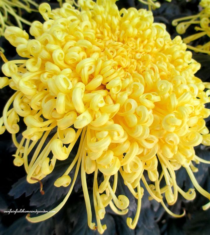 chrysanthemum festival at longwood gardens, gardening, Golden Rain