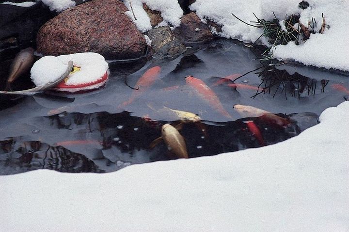 mantendo os peixes da lagoa sos e salvos no inverno, Peixes de lago no inverno Photo Aquascapes Inc