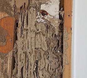 how to fix up termite tracked dinning room, home maintenance repairs, pest control