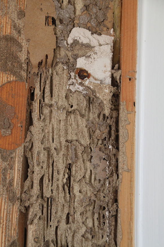 how to fix up termite tracked dinning room, home maintenance repairs, pest control