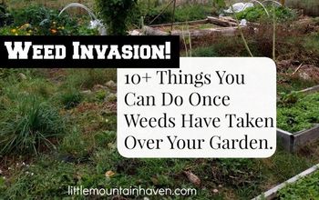 10+ Things You Can Do After Weeds Have Taken Over Your Garden