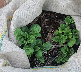 growing potatoes methods, gardening
