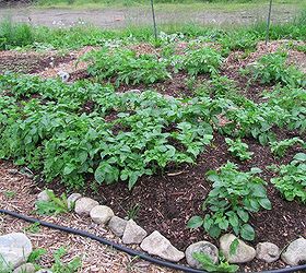 growing potatoes methods, gardening