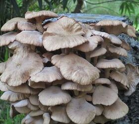 Mushrooms Real and Big
