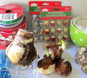 flowering holiday bulbs for gifts, christmas decorations, crafts, home decor, seasonal holiday decor, Bulb Forcing Materials