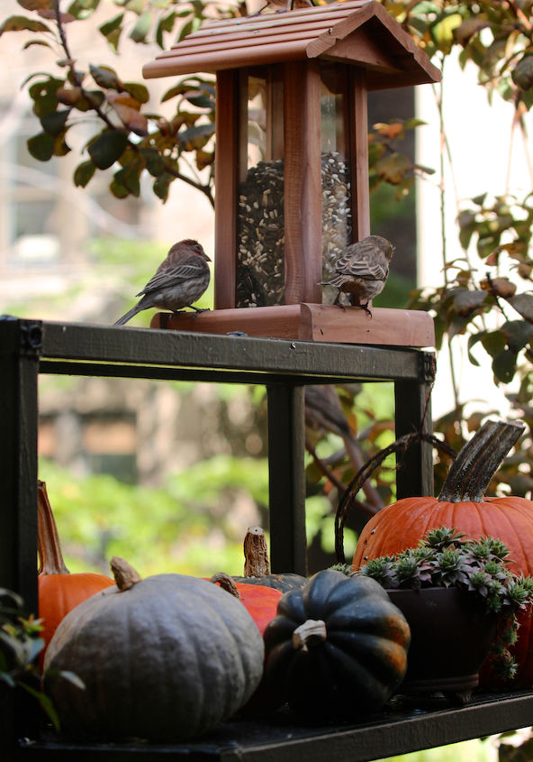 gourds as garden decor ideas, diy, gardening, halloween decorations, seasonal holiday decor, thanksgiving decorations
