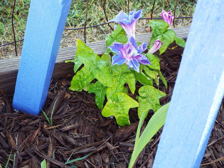 picotee morning glory plant identifiction, flowers, gardening