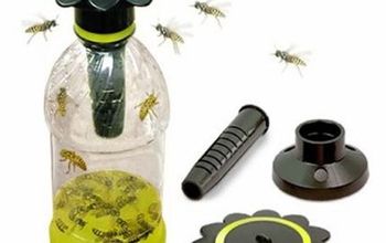 Pest Management Tips for Wasp Extermination