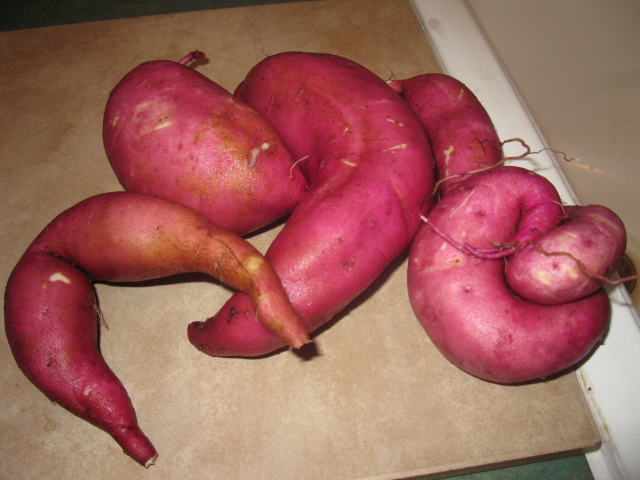 sweet potatoes in the garden tips, gardening