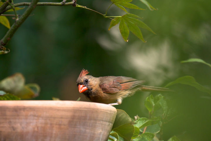 what are your thoughts on the symbolism associated with various birds, gardening, outdoor living, pets animals