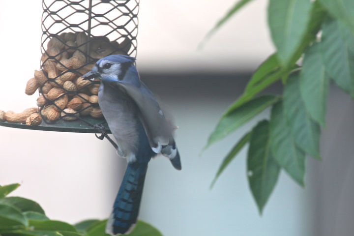 what are your thoughts on the symbolism associated with various birds, gardening, outdoor living, pets animals