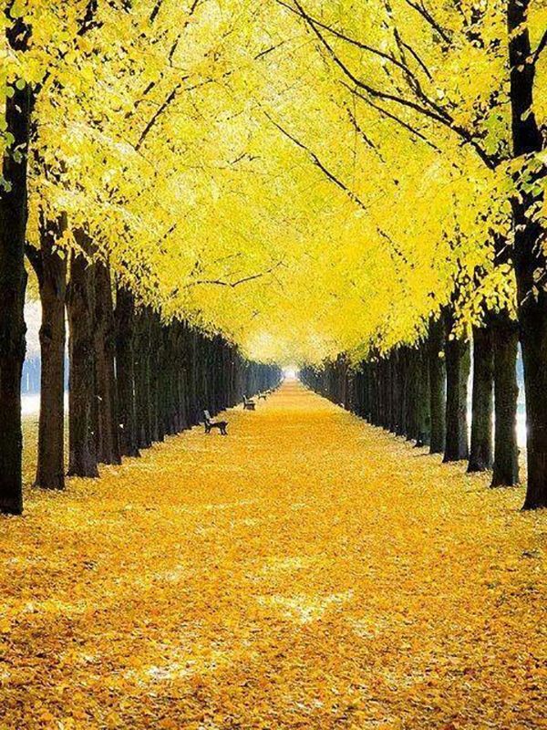 tons de outono, amarelos decadentes