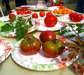 a helpful guide on types of tomatoes to grow, gardening