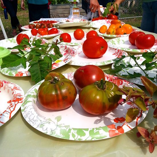 um guia til sobre os tipos de tomates a serem cultivados