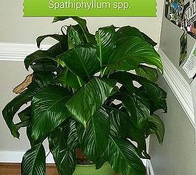 the peace lily good plant for indoors, flowers, gardening, home decor