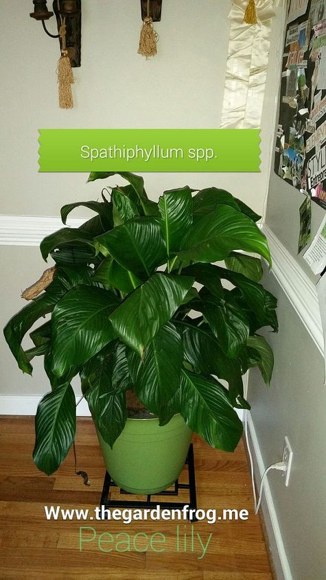 the peace lily good plant for indoors, flowers, gardening, home decor