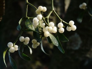 hang some mistletoe in your home this christmas, christmas decorations, gardening, home decor