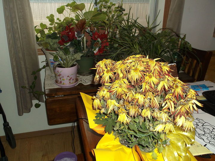 do you deadhead a chrysanthemum gardening