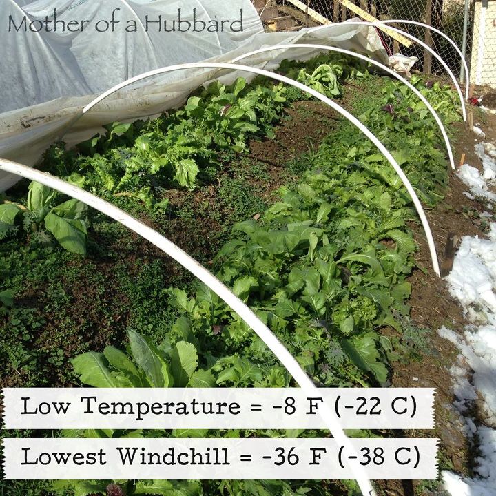 legumes mais doces cultivados no inverno