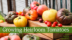 everything you need to know about saving heirloom seeds, gardening